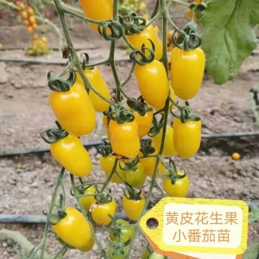 黄皮花生果小番茄苗黄色樱桃西红柿苗超甜小粉圣女果苗