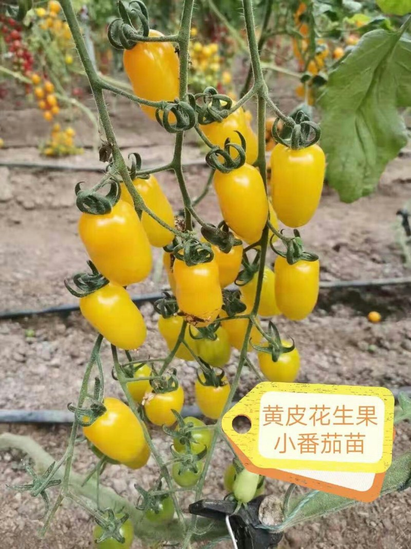 黄皮花生果小番茄苗黄色樱桃西红柿苗超甜小粉圣女果苗