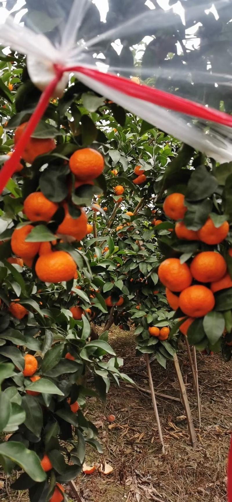 广西正宗砂糖橘高次大量上市中专业代办代收代发