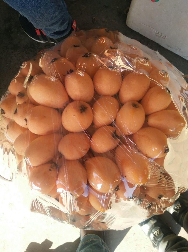 云南省红河州蒙自枇杷