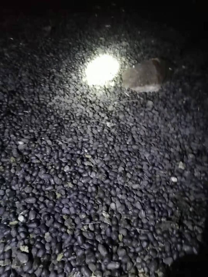 羊粪，有机肥羊粪，养殖厂直供，可常年供应大型批发，不断货