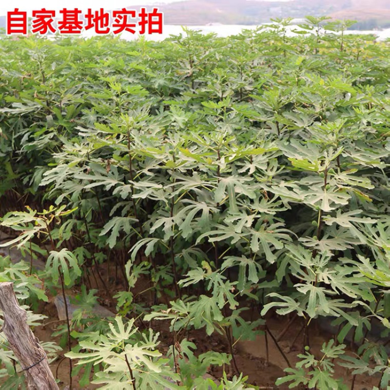 优质嫁接无花果苗一手货源自家苗圃包成活