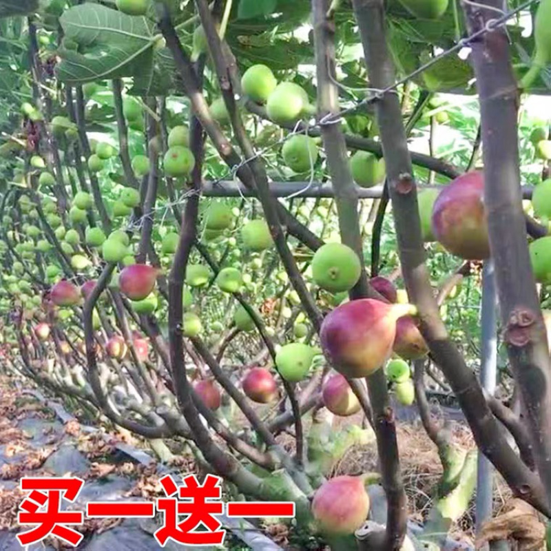 优质嫁接无花果苗一手货源自家苗圃包成活