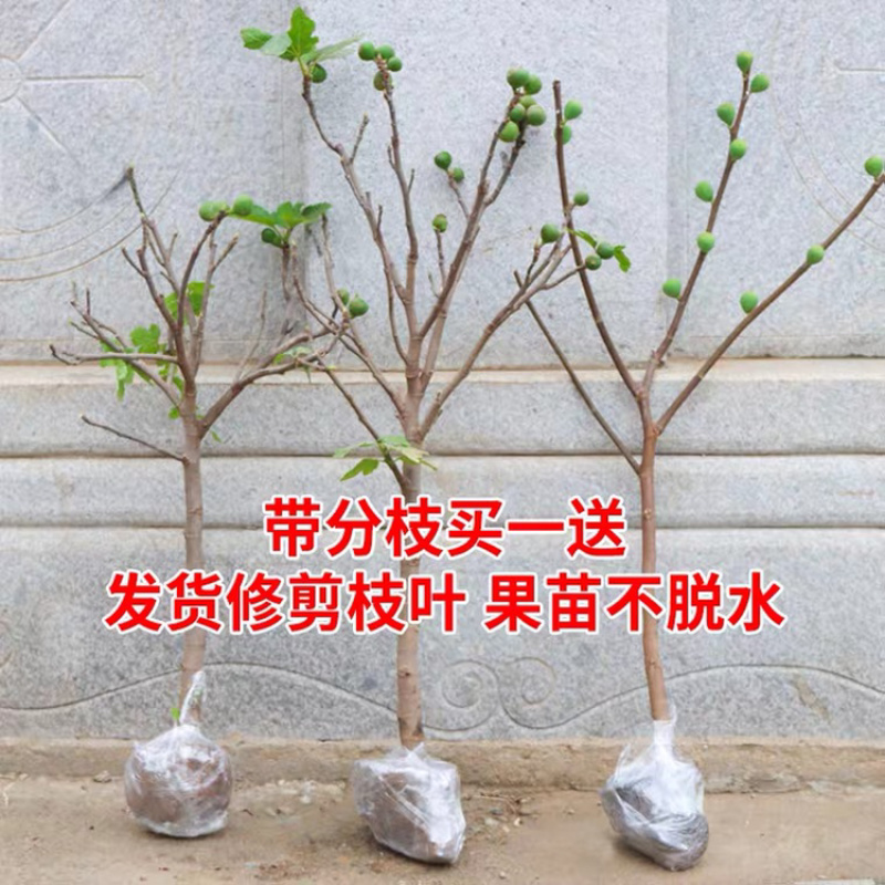 优质嫁接无花果苗一手货源自家苗圃包成活