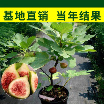 优质嫁接无花果苗一手货源自家苗圃包成活