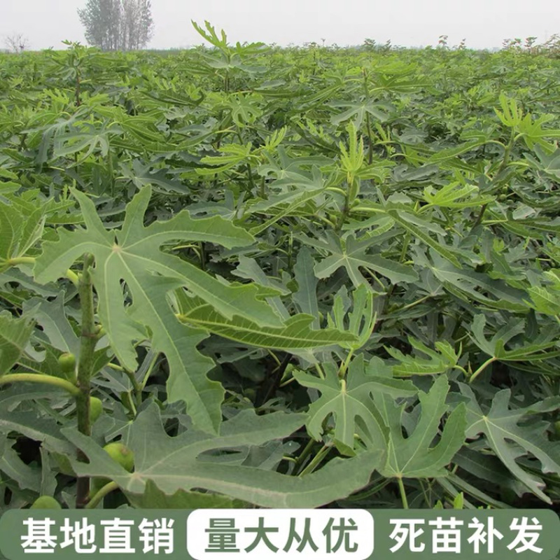优质嫁接无花果苗一手货源自家苗圃包成活