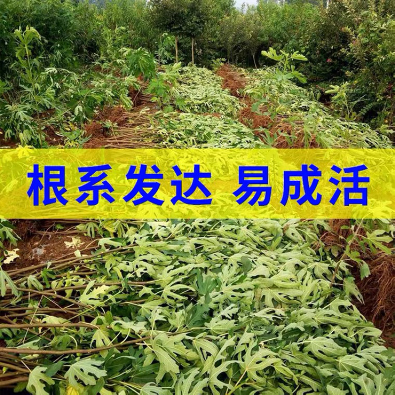 优质嫁接无花果苗一手货源自家苗圃包成活