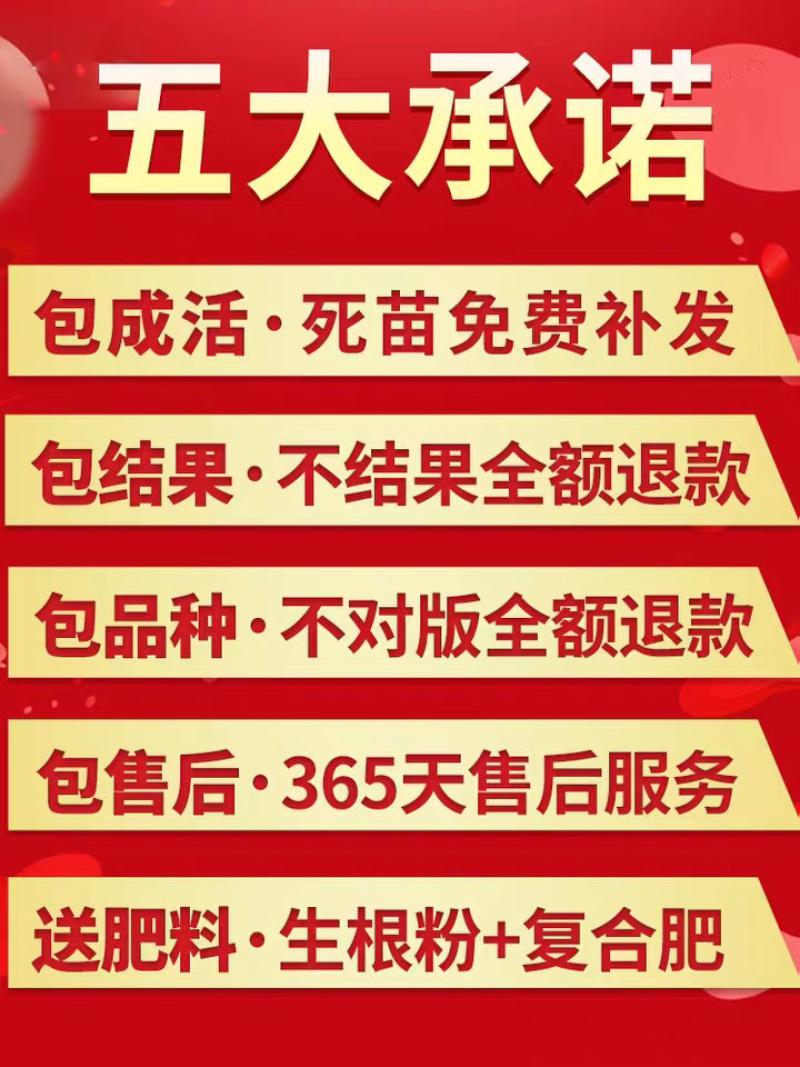 优质嫁接无花果苗一手货源自家苗圃包成活