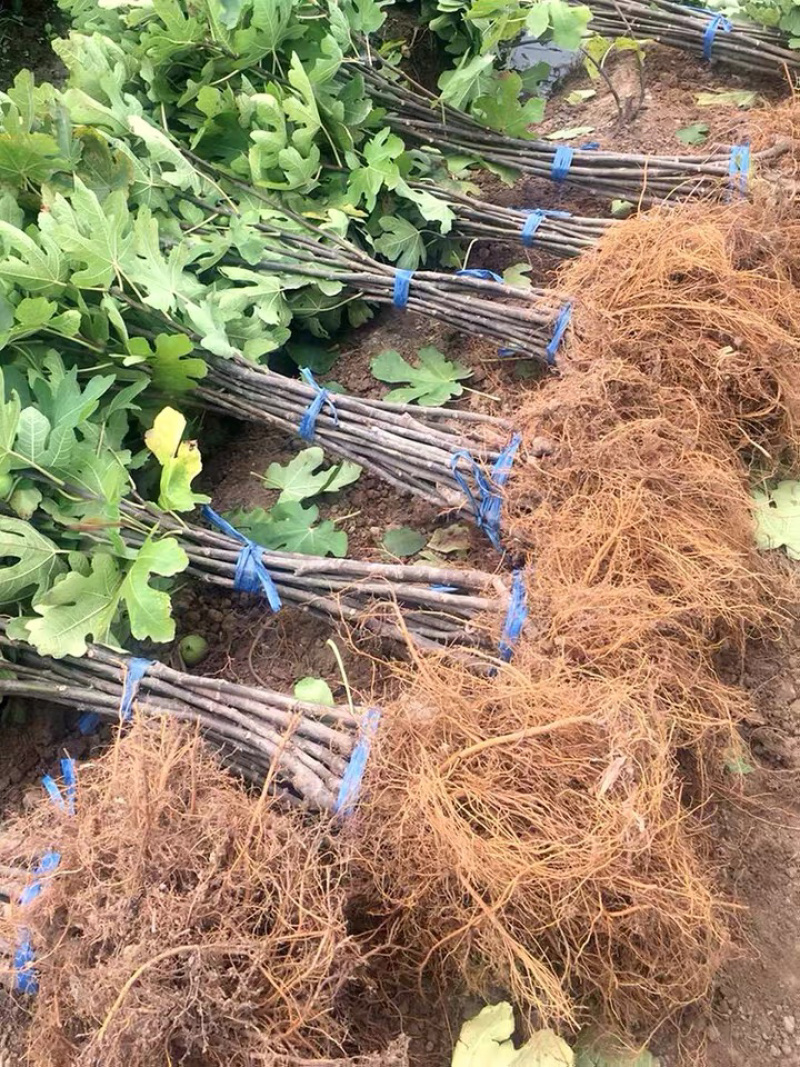 优质嫁接无花果苗一手货源自家苗圃包成活