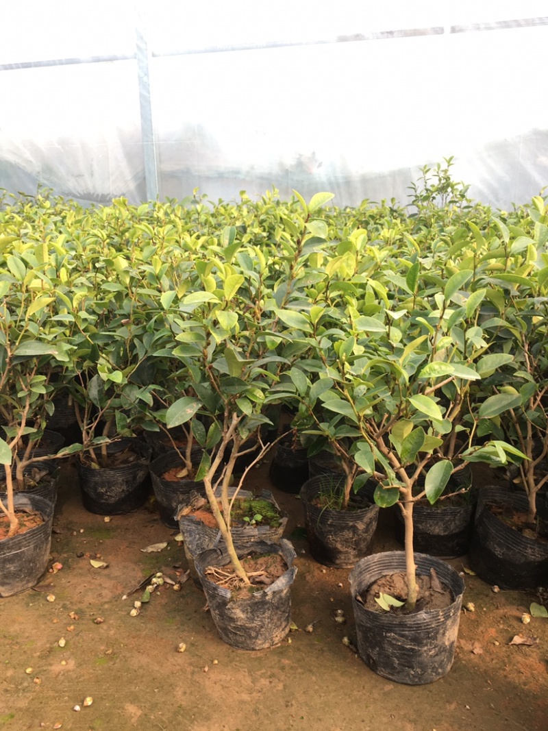 庭院植物含笑树苗耐寒花卉含笑花盆栽含笑苗四季开花带叶带花