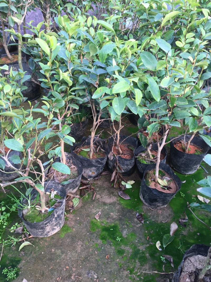 含笑花苗室内盆栽四季浓香花卉植物含笑树苗庭院阳台当年开花