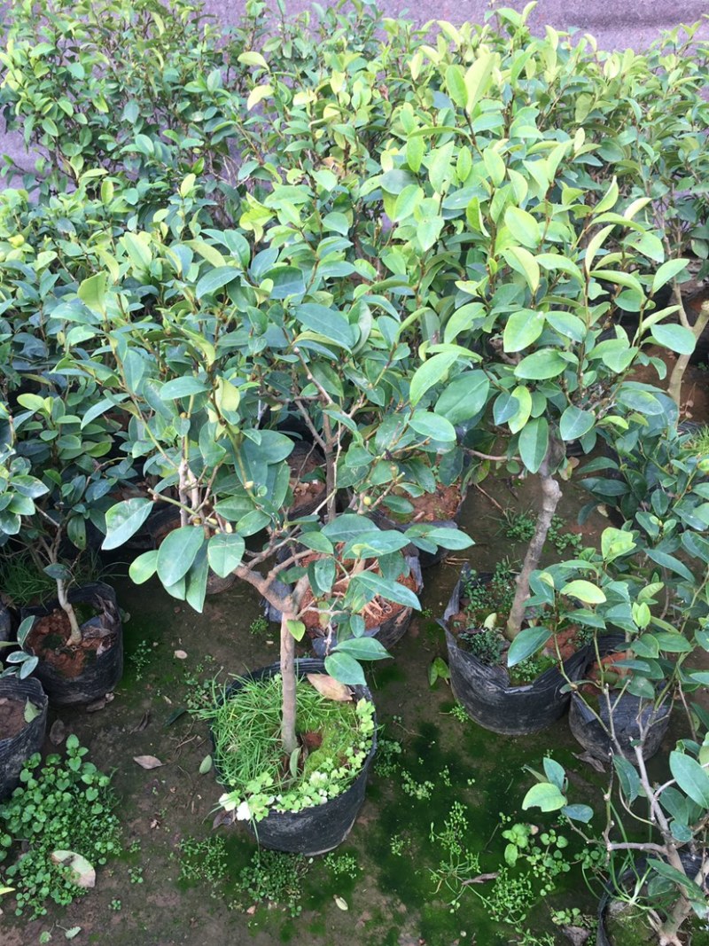 含笑花苗室内盆栽四季浓香花卉植物含笑树苗庭院阳台当年开花