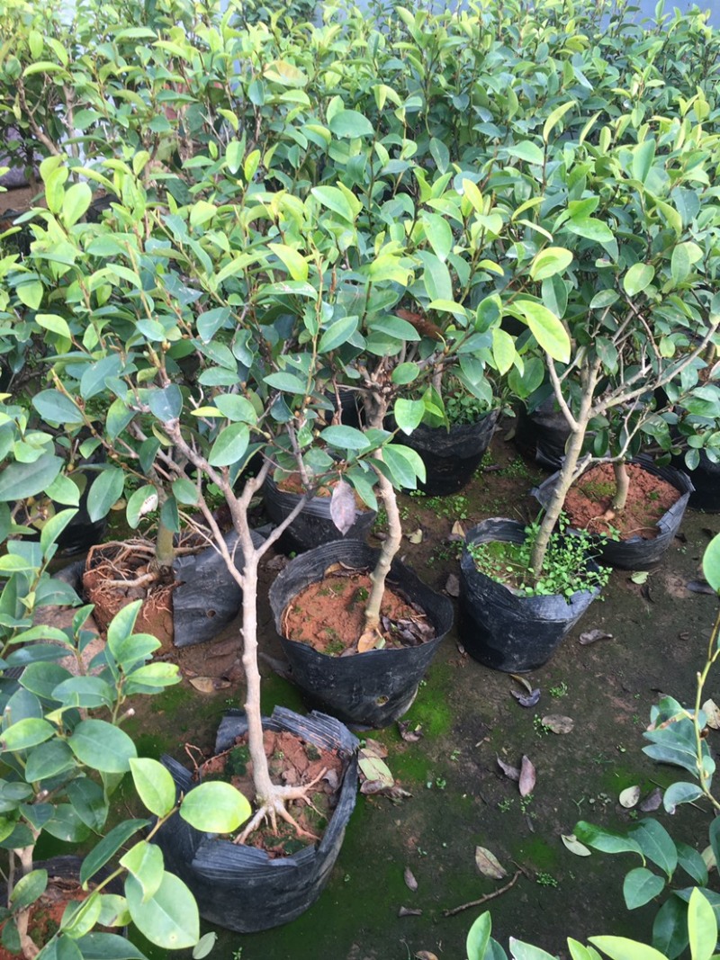 含笑花苗室内盆栽四季浓香花卉植物含笑树苗庭院阳台当年开花