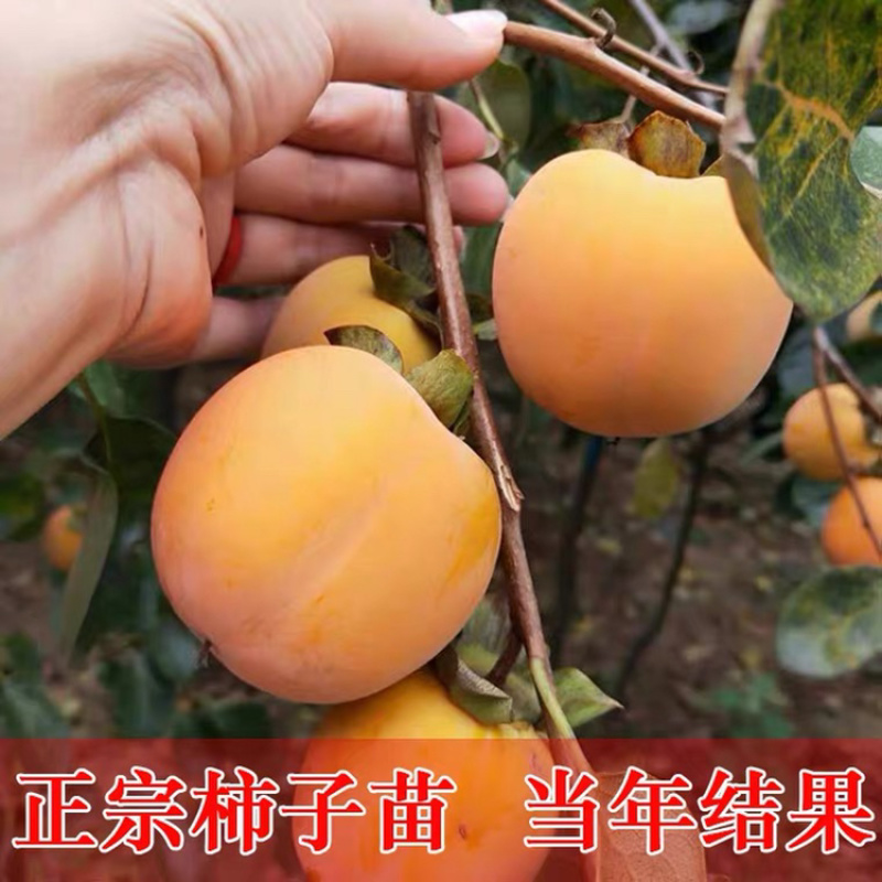 山东优质嫁接柿子苗全国发货外地也有基地品质保证