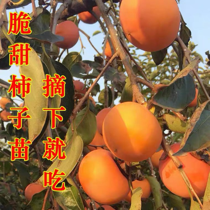 山东优质嫁接柿子苗全国发货外地也有基地品质保证