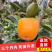 山东优质嫁接柿子苗全国发货外地也有基地品质保证