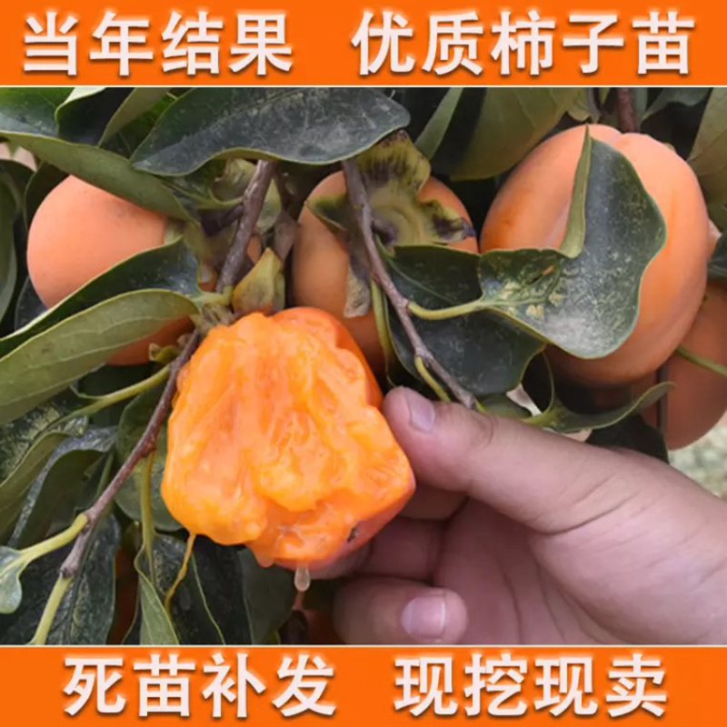 山东优质嫁接柿子苗全国发货外地也有基地品质保证