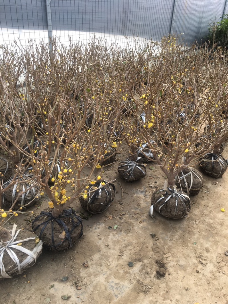 腊梅盆景红梅腊梅花绿梅素心腊梅树苗梅花腊梅苗