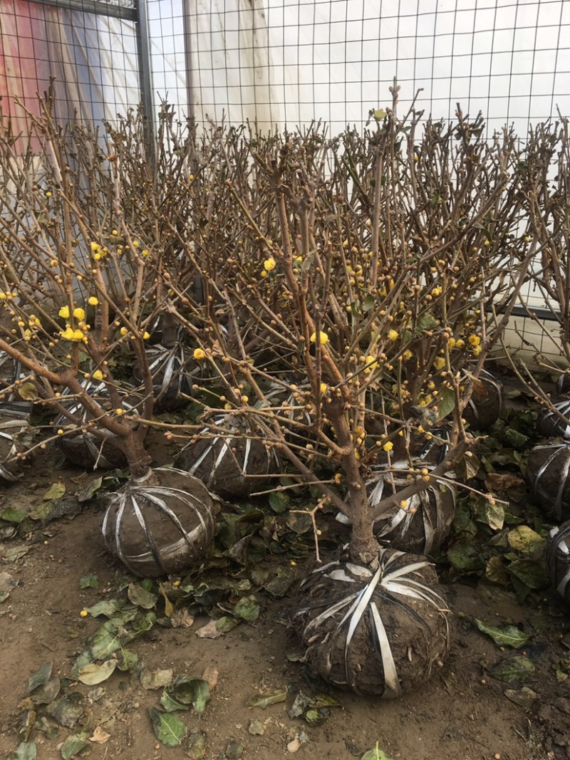 腊梅盆景红梅腊梅花绿梅素心腊梅树苗梅花腊梅苗