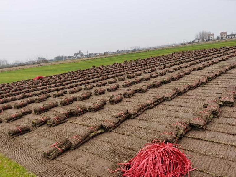 果岭草马尼拉，百慕大草坪，基地直销，量大从优，沙土地草青