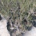 四季开花梅花盆栽地载盆景树苗浓香红梅腊梅绿梅花卉耐寒植物