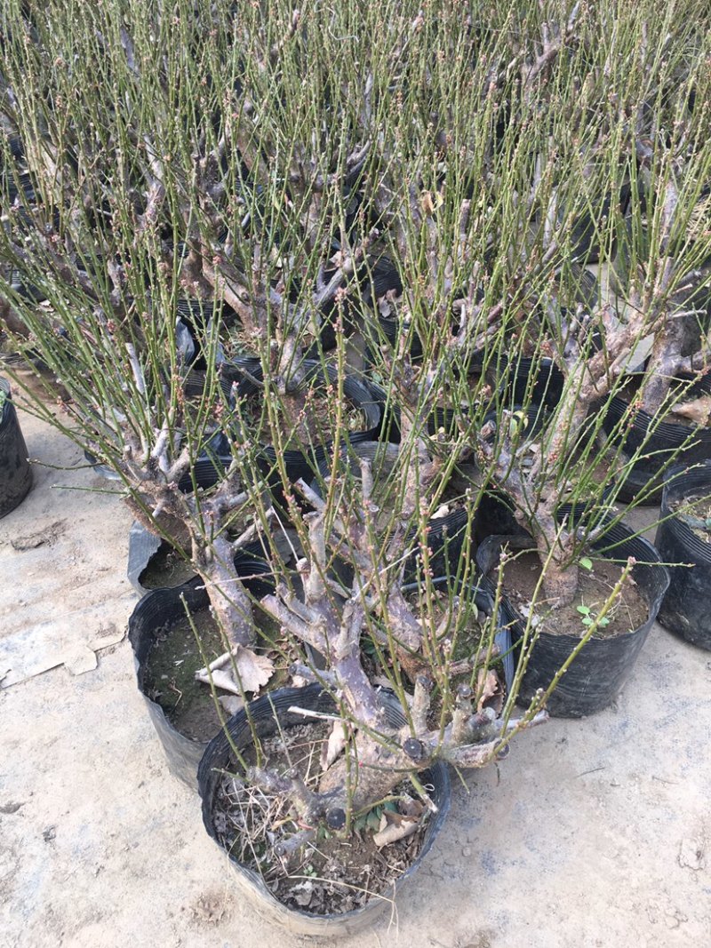 四季开花梅花盆栽地载盆景树苗浓香红梅腊梅绿梅花卉耐寒植物