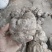 大山里面的野生何首乌完整的