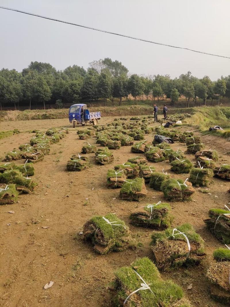 精品马尼拉，湖北宜昌基地直销，恩施，利川，重庆，量大从优