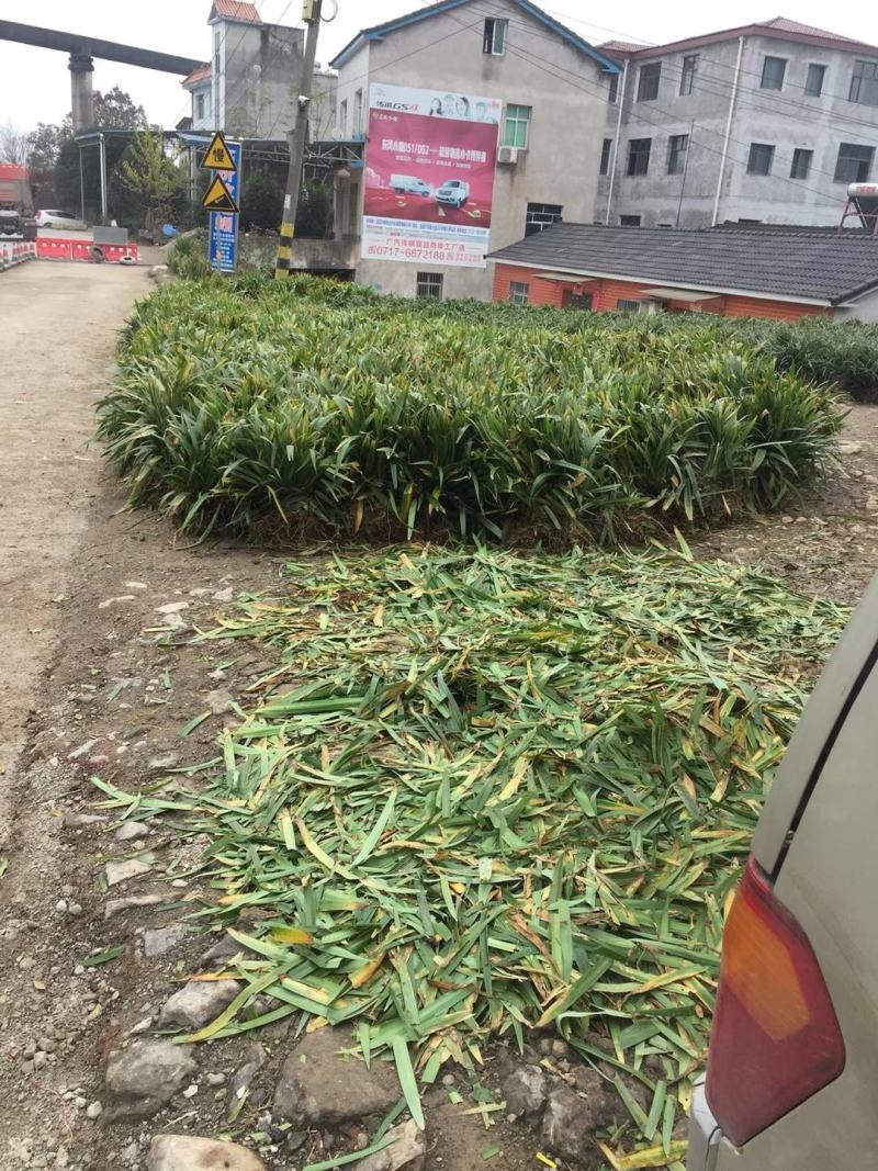 鸢尾，湖北鸢尾批发基地，襄阳精品鸢尾，常绿鸢尾，量大从优