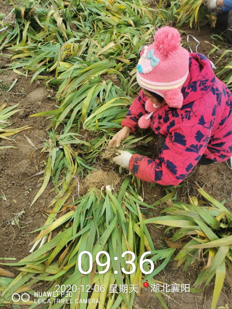 鸢尾，湖北鸢尾批发基地，襄阳精品鸢尾，常绿鸢尾，量大从优