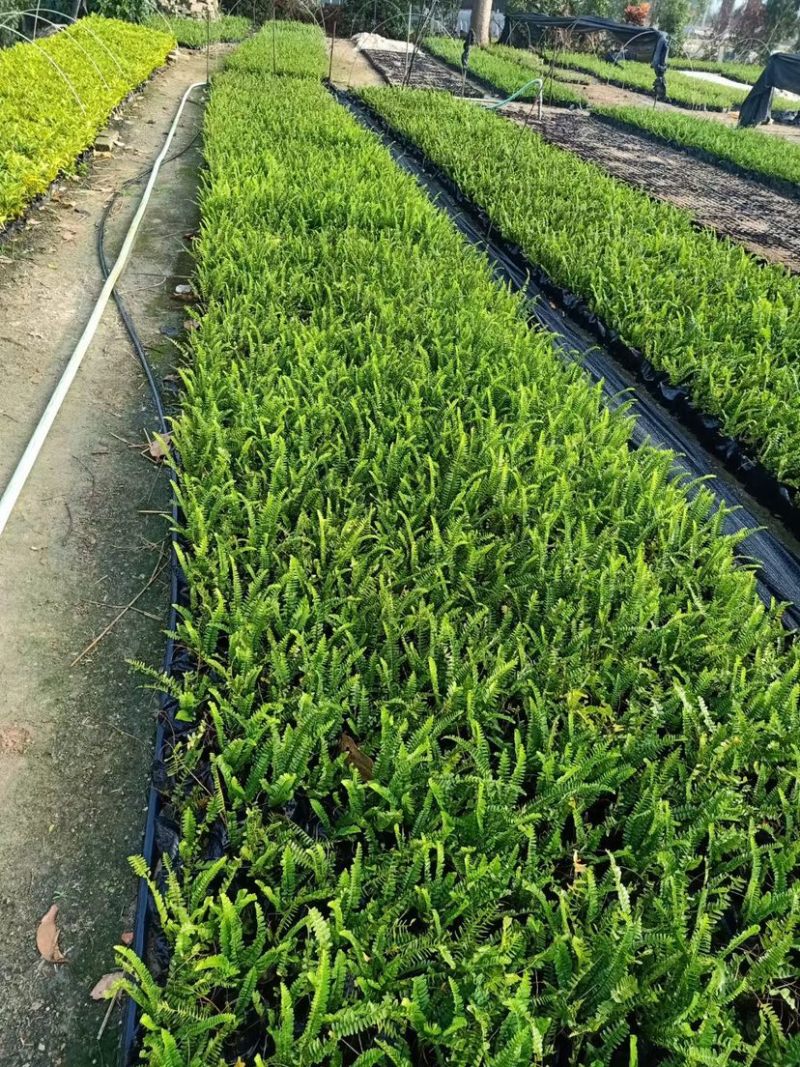 肾蕨高度15-30福建漳州排骨草厂家批发