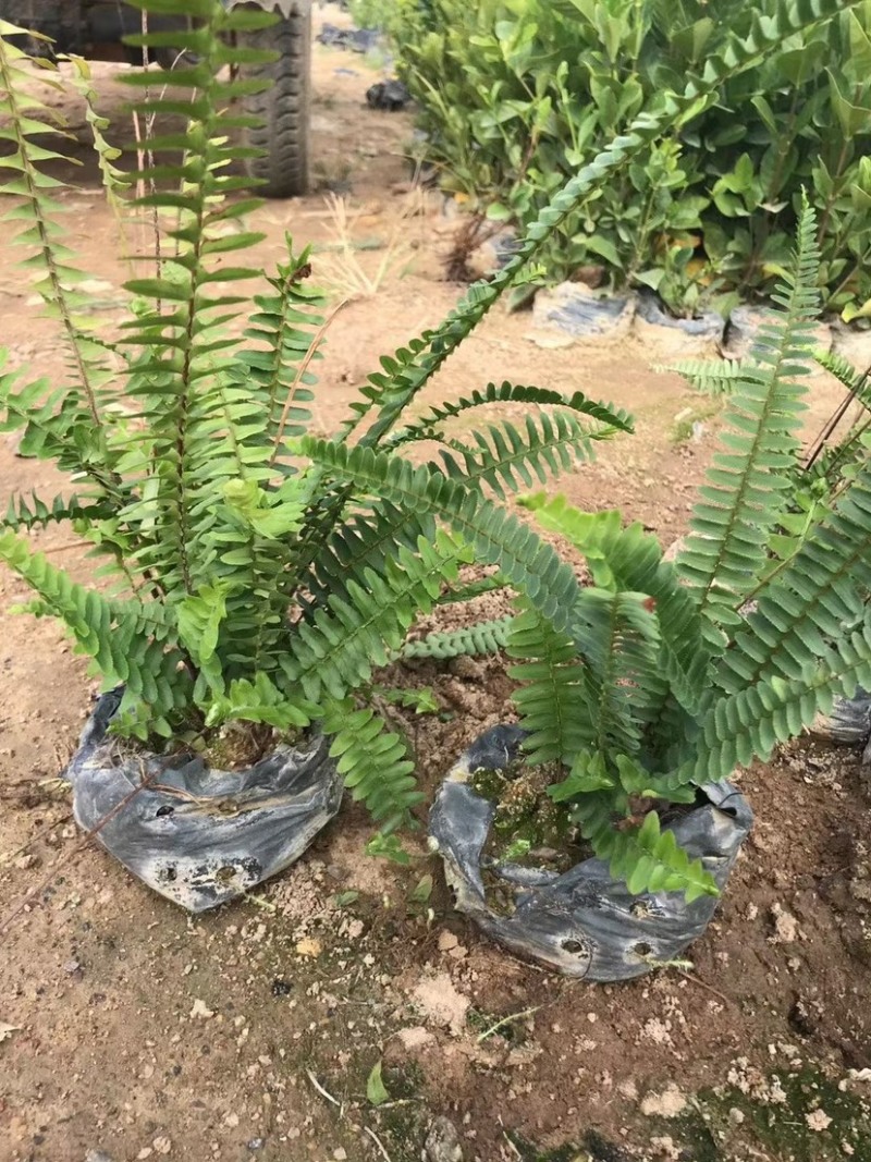 肾蕨高度15-30福建漳州排骨草厂家批发