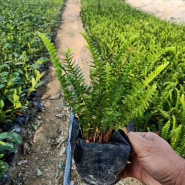 肾蕨高度15-30福建漳州排骨草厂家批发