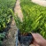 肾蕨高度15-30福建漳州排骨草厂家批发