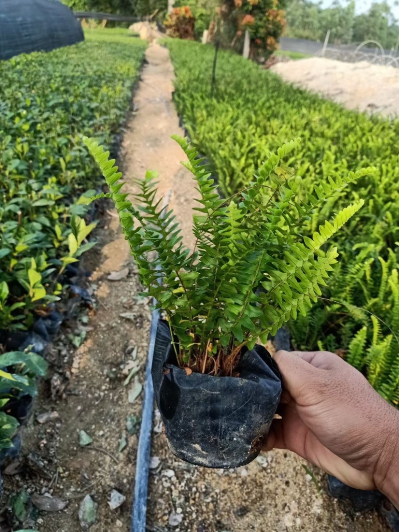 肾蕨高度15-30福建漳州排骨草厂家批发