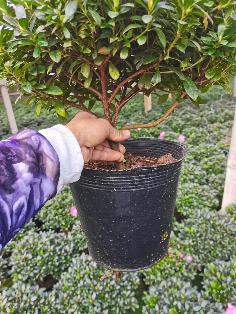 品种杜鹃之一红双喜杜鹃花