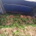 吉祥草，襄阳吉祥草，湖北吉祥草绿化工程，园林绿化保质保量