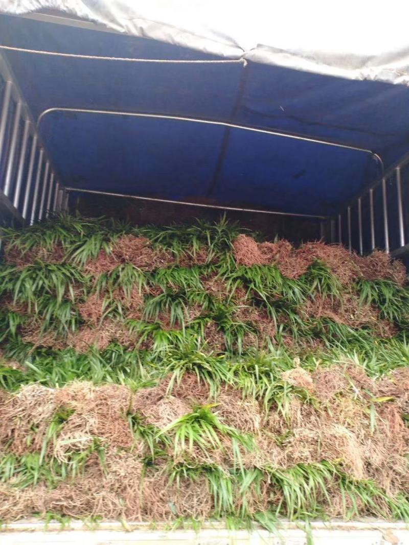 吉祥草，襄阳吉祥草，湖北吉祥草绿化工程，园林绿化保质保量