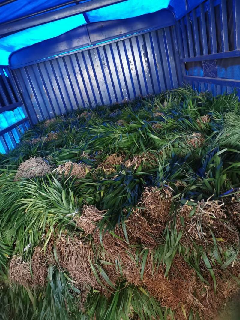 吉祥草，襄阳吉祥草，湖北吉祥草绿化工程，园林绿化保质保量