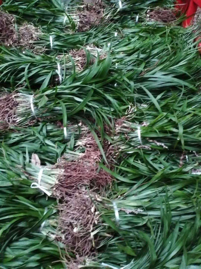 吉祥草，襄阳吉祥草，湖北吉祥草绿化工程，园林绿化保质保量