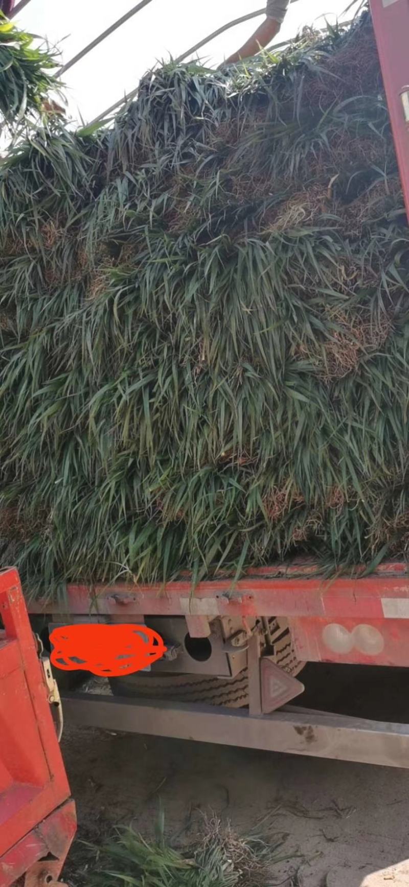 吉祥草，襄阳吉祥草，湖北吉祥草绿化工程，园林绿化保质保量
