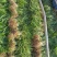 吉祥草，襄阳吉祥草，湖北吉祥草绿化工程，园林绿化保质保量