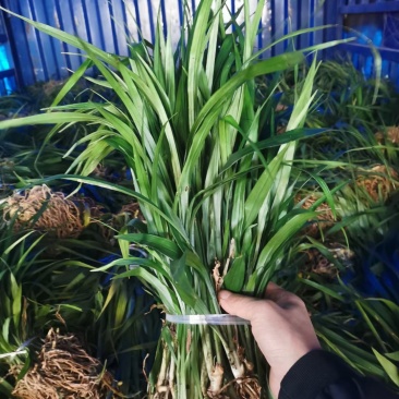 吉祥草，襄阳吉祥草，湖北吉祥草绿化工程，园林绿化保质保量