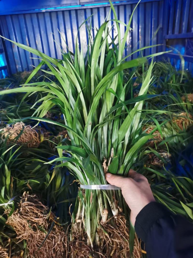 吉祥草，襄阳吉祥草，湖北吉祥草绿化工程，园林绿化保质保量