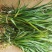 吉祥草，襄阳吉祥草，湖北吉祥草绿化工程，园林绿化保质保量