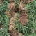 吉祥草，襄阳吉祥草，湖北吉祥草绿化工程，园林绿化保质保量