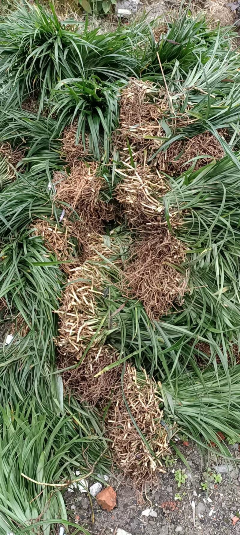吉祥草，襄阳吉祥草，湖北吉祥草绿化工程，园林绿化保质保量
