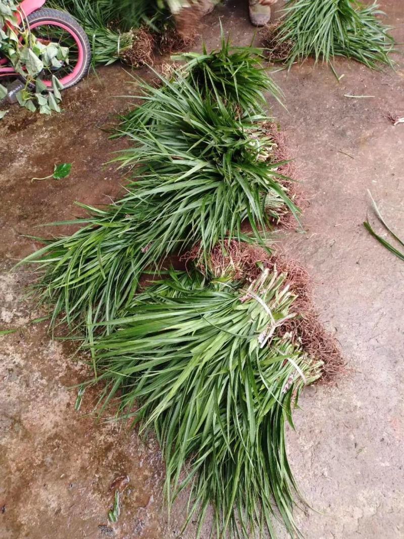 吉祥草，襄阳吉祥草，湖北吉祥草绿化工程，园林绿化保质保量
