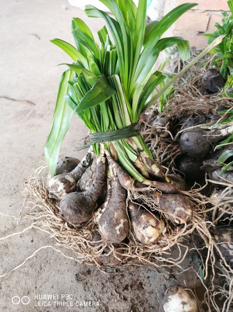 石蒜襄阳石蒜基地，湖北石蒜，保质保量量大从优红花黄花