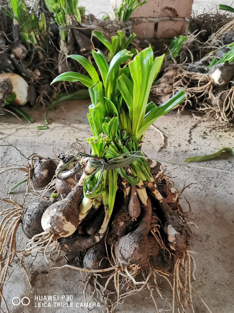 石蒜襄阳石蒜基地，湖北石蒜，保质保量量大从优红花黄花